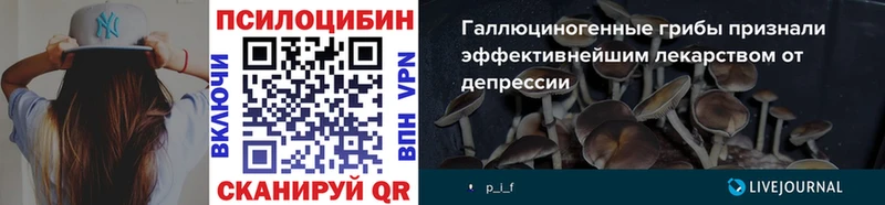 Купить закладки  Новозыбков  Псилоцибиновые грибы Psilocybe 