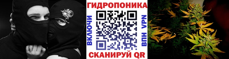 Купить где  Новозыбков  Бошки Шишки OG Kush 